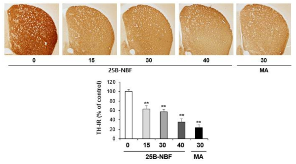 Changes in TH-immunoreactivity induced by the single administration of 25B-NBF (15, 30 or 40 mg/kg, i.p.)(x40 magnification)