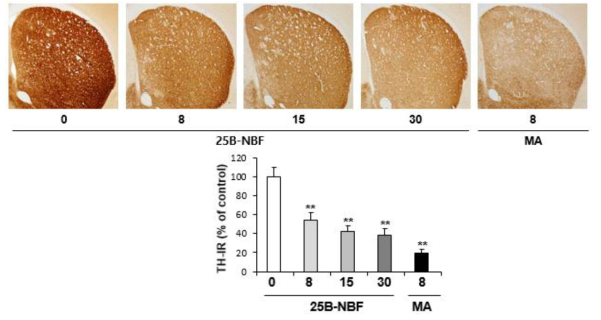 Changes in TH-immunoreactivity induced by multiple doses (four times injection with 2hrs´s time interval) of 25B-NBF (8, 15 or 30 mg/kg, i.p.)(x40 magnification)