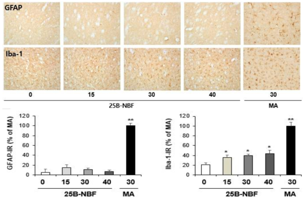 GFAP-immunoreactive astrocyte and Iba-1-immunoreactive microglia induced by the single administration of 25B-NBF (15, 30 or 40 mg/kg, i.p.)(x200 magnification)