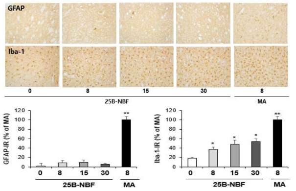 GFAP-immunoreactive astrocyte and Iba-1-immunoreactive microglia induced by multiple doses (four times injection with 2hrs´ time interval) of 25B-NBF (8, 15 or 30 mg/kg, i.p.). (x200 magnification)