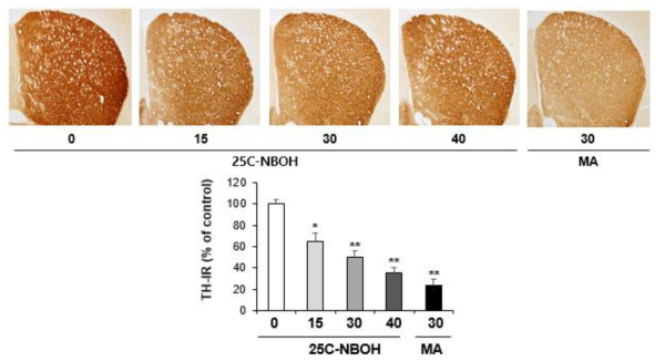 Changes in TH-immunoreactivity induced by the single administration of 25C-NBOH (15, 30 or 40 mg/kg, i.p.) (x40 magnification)