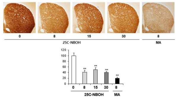 Changes in TH-immunoreactivity induced by multiple doses (four times injection with 2hrs´s time interval) of 25C-NBOH (8, 15 or 30 mg/kg, i.p.)(x40 magnification)