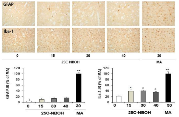 GFAP-immunoreactive astrocyte and Iba-1-immunoreactive microglia induced by the single administration of 25C-NBOH (15, 30 or 40 mg/kg, i.p.)(x200 magnification)