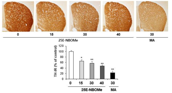 Changes in TH-immunoreactivity induced by the single administration of 25E-NBOMe (15, 30 or 40 mg/kg, i.p.)(x40 magnification)