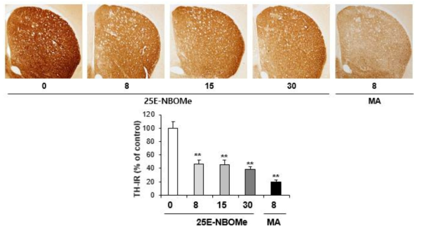 Changes in TH-immunoreactivity induced by multiple doses (four times injection with 2hrs´ time interval) of 25E-NBOMe (8, 15 or 30 mg/kg, i.p.)(x40 magnification)