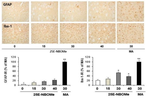 GFAP-immunoreactive astrocyte and Iba-1-immunoreactive microglia induced by the single administration of 25E-NBOMe (15, 30 or 40 mg/kg, i.p.)(x200 magnification)