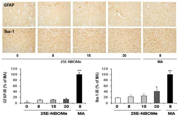 GFAP-immunoreactive astrocyte and Iba-1-immunoreactive microglia induced by multiple doses (four times injection with 2hrs´ time interval) of 25E-NBOMe (8, 15 or 30 mg/kg, i.p.)(x200 magnification)