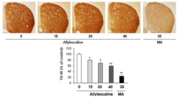 Changes in TH-immunoreactivity induced by the single administration of Allylescaline (15, 30 or 40 mg/kg, i.p.)(x40 magnification)