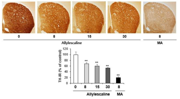 Changes in TH-immunoreactivity induced by multiple doses (four times injection with 2hrs´ time interval) of Allylescaline (8, 15 or 30 mg/kg, i.p.)(x40 magnification)