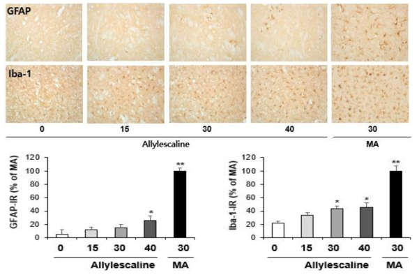 GFAP-immunoreactive astrocyte and Iba-1-immunoreactive microglia induced by the single administration of Allylescaline (15, 30 or 40 mg/kg, i.p.)(x200 magnification)