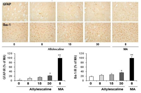 GFAP-immunoreactive astrocyte and Iba-1-immunoreactive microglia induced by multiple doses (four times injection with 2hrs´ time interval) of Allylescaline (8, 15 or 30 mg/kg, i.p.)(x200nmagnification)