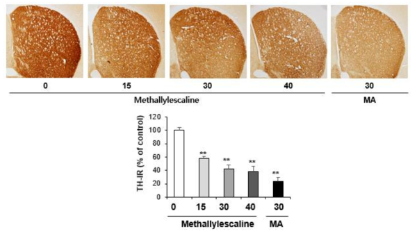 Changes in TH-immunoreactivity induced by the single administration of methallylescaline (15, 30 or 40 mg/kg, i.p.)(x40 magnification)