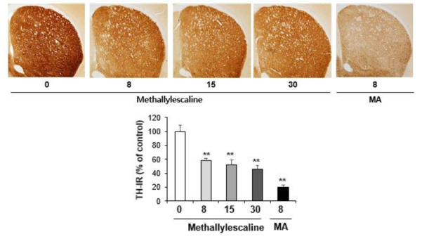 Changes in TH-immunoreactivity induced by multiple doses (four times injection with 2hrs´ time interval) of methallylescaline (8, 15 or 30 mg/kg, i.p.)(x40 magnification)