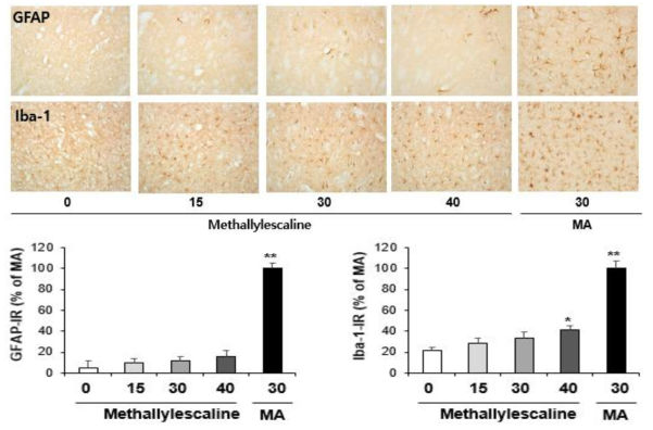 GFAP-immunoreactive astrocyte and Iba-1-immunoreactive microglia induced by the single administration of methallylescaline (15, 30 or 40 mg/kg, i.p.)(x200 magnification)