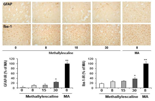 GFAP-immunoreactive astrocyte and Iba-1-immunoreactive microglia induced by multiple doses (four times injection with 2hrs´ time interval) of methallylescaline (8, 15 or 30 mg/kg, i.p.)(x200 magnification)