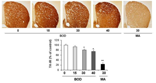 Changes in TH-immunoreactivity induced by the single administration of BOD (15, 30 or 40 mg/kg, i.p.)(x40 magnification)