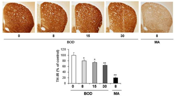 Changes in TH-immunoreactivity induced by multiple doses (four times injection with 2hrs´ time interval) of BOD (8, 15 or 30 mg/kg, i.p.). (x40 magnification)