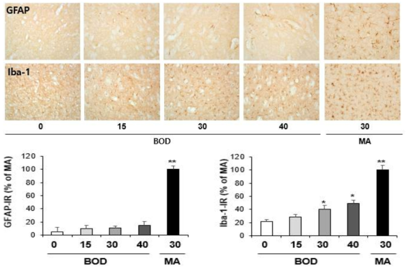 GFAP-immunoreactive astrocyte and Iba-1-immunoreactive microglia induced by the single administration of BOD (15, 30 or 40 mg/kg, i.p.). (x200 magnification)