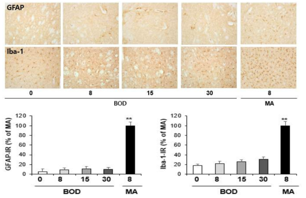 GFAP-immunoreactive astrocyte and Iba-1-immunoreactive microglia induced by multiple doses (four times injection with 2hrs´ time interval) of BOD (8, 15 or 30 mg/kg, i.p.). (x200 magnification)