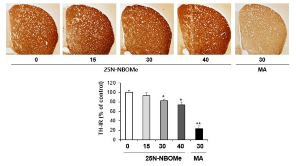 Changes in TH-immunoreactivity induced by the single administration of 25N-NBOMe (15, 30 or 40 mg/kg, i.p.). (x40 magnification)