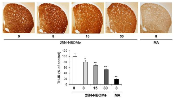 Changes in TH-immunoreactivity induced by multiple doses (four times injection with 2hrs´ time interval) of 25N-NBOMe (8, 15 or 30 mg/kg, i.p.). (x40 magnification)