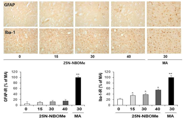 GFAP-immunoreactive astrocyte and Iba-1-immunoreactive microglia induced by the single administration of 25N-NBOMe (15, 30 or 40 mg/kg, i.p.). (x200 magnification)