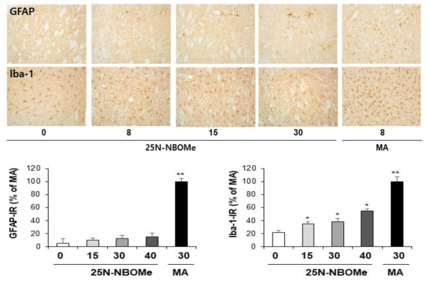 GFAP-immunoreactive astrocyte and Iba-1-immunoreactive microglia induced by multiple doses (four times injection with 2hrs´ time interval) of 25N-NBOMe (8, 15 or 30 mg/kg, i.p.). (x200 magnification)