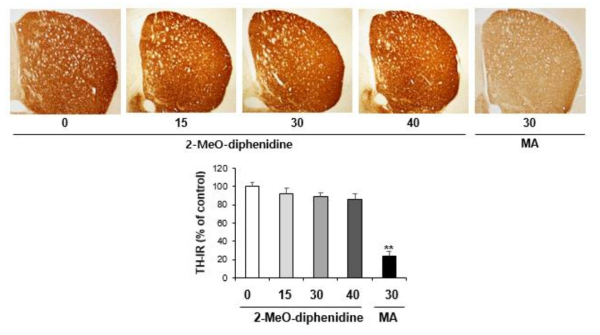 Changes in TH-immunoreactivity induced by the single administration of 2-MeO-diphenidine (15, 30 or 40 mg/kg, i.p.). (x40 magnification)