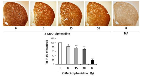 Changes in TH-immunoreactivity induced by multiple doses (four times injection with 2hrs´ time interval) of 2-MeO-diphenidine (8, 15 or 30 mg/kg, i.p.). (x40 magnification)