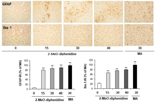 GFAP-immunoreactive astrocyte and Iba-1-immunoreactive microglia induced by the single administration of 2-MeO-diphenidine (15, 30 or 40 mg/kg, i.p.). (x200 magnification)