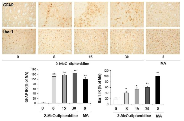 GFAP-immunoreactive astrocyte and Iba-1-immunoreactive microglia induced by multiple doses (four times injection with 2hrs´ time interval) of 2-MeO-diphenidine (8, 15 or 30 mg/kg, i.p.). (x200 magnification)