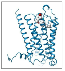 CB1R（cyan ribbon)에 agonist HU210 (grey spacefill)이 도킹된 모델