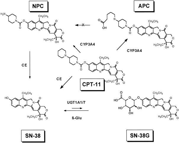 Irinotecan 구조 및 대사체