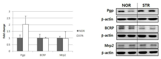 q-PCR 및 western으로 본 streptomycin투여 시 약물수송체의 변화