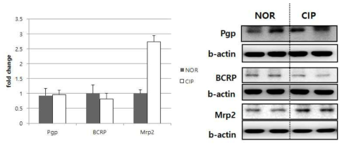 q-PCR 및 western으로 본 ciprofloxacin투여 시 약물수송체의 변화