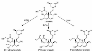 Lovastatin의 대사