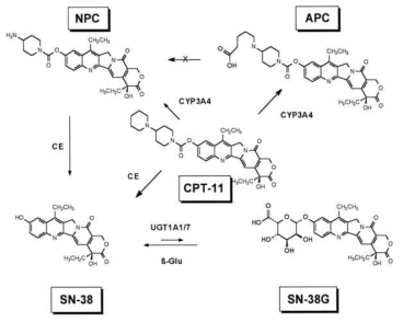 Irinotechan의 대사