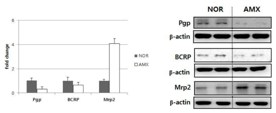 q-PCR 및 western으로 본 Amoxicillin 투여 시 약물수송체의 변화