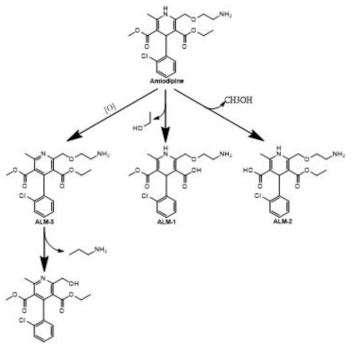 Amlodipine의 대사