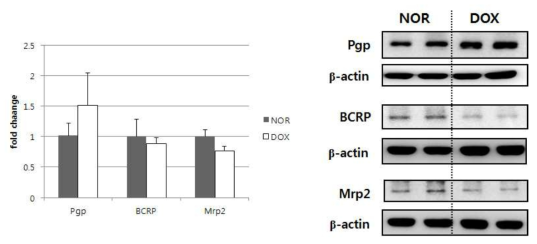 q-PCR 및 western으로 본 doxycycline 투여 시 약물수송체의 변화