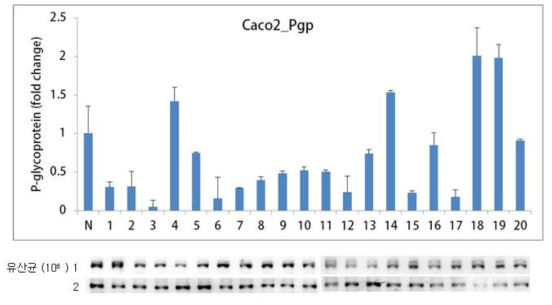 프로바이오틱스가 Caco-2 세포의 p-glycoprotein 발현에 미치는 효과. 위, PCR로 분석; 아래, immunobloting으로 분석