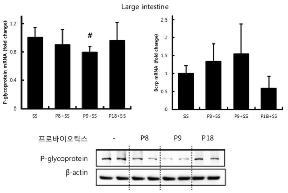 유산균을 투여한 마우스 대장의 p-glycoprotein 및 BCRP 발현양 비교