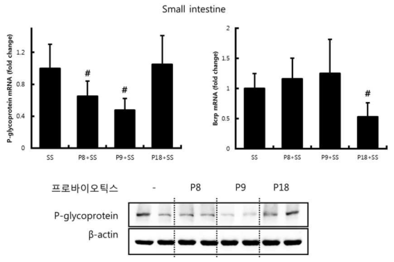 유산균을 투여한 마우스 소장의 p-glycoprotein 및 BCRP 발현양 비교