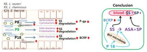 선별 유산균 투여 시 장내미생물 및 약물수송체 변화와 Sulfasalasine 흡수 변화