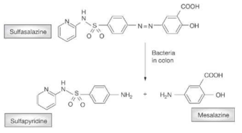 Sulfasalazine의 대사