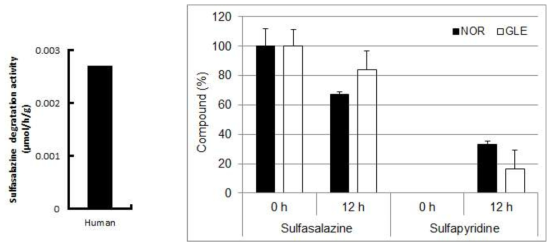 사람 및 마우스에서의 장내미생물군집에 의한 설파살라진의 분해활성
