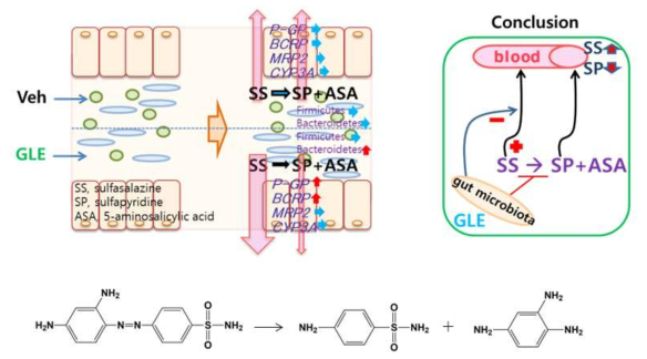 은행잎(GLE)투여로 인한 장내 미생물군집 및 약물수송체의 변화와 Sulfasalazine의 대사 및 흡수 변화