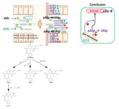 녹차추출물 (GTE) 투여로 인한 장내 미생물군집 및 약물수송체의 변화와 Amlodipine의 대사 및 흡수 변화