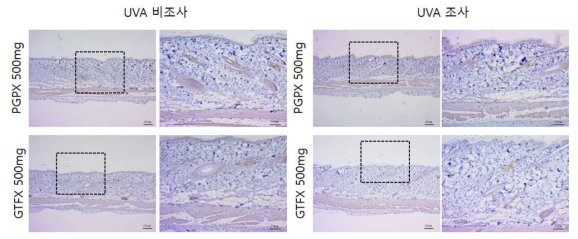 PGPS, GTFX 비조사군과 조사군의 면역염색 결과