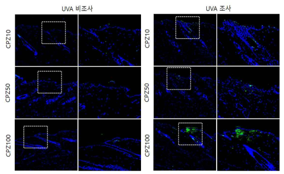 CPZ 비조사군과 조사군의 면역염색 결과